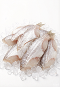 Filefish Cut