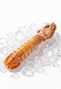 Thai Mantis Shrimp